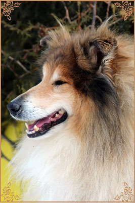 Amalie Soul Searcher