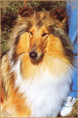 Beloved Tara van het Veluws Bos