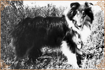 Coastal`s Hairyheiress