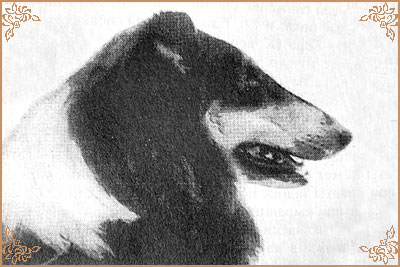 Coverdale Black Sandbank