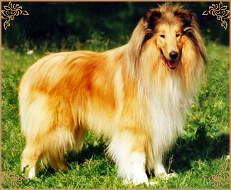 Don Karlovo Zastaveni