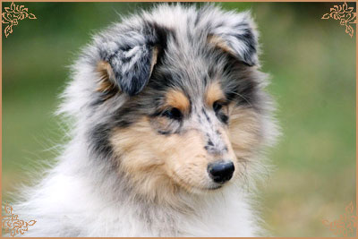 Eagle Eyes du Clos des Duchesses