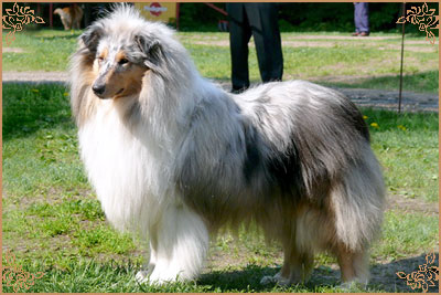 Fresh Look Boning Snow