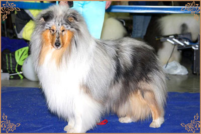 Fresh Look Boning Snow