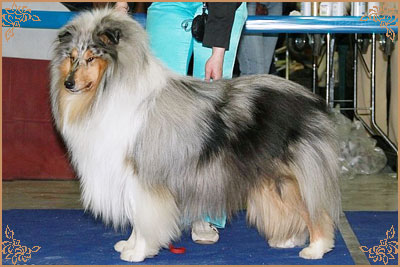 Fresh Look Boning Snow