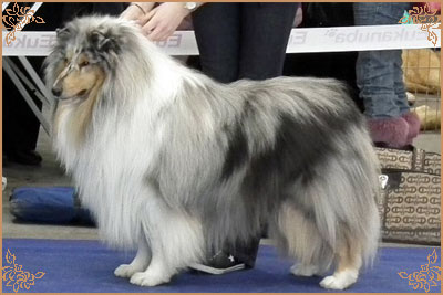 Fresh Look Boning Snow