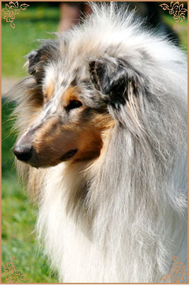 Fresh Look Boning Snow