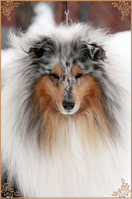 Fresh Look Boning Snow