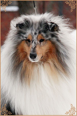 Fresh Look Boning Snow