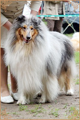 Fresh Look Boning Snow