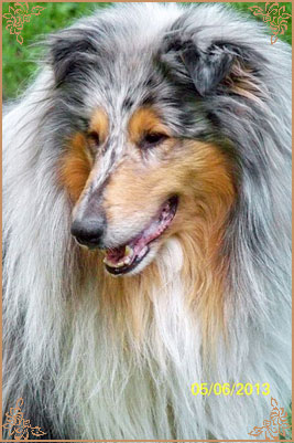 Fresh Look Boning Snow