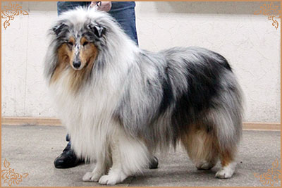 Fresh Look Boning Snow