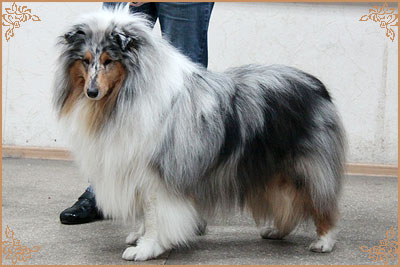 Fresh Look Boning Snow