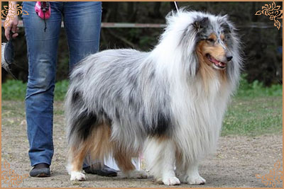 Fresh Look Boning Snow