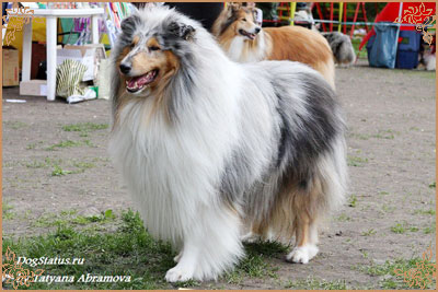 Fresh Look Boning Snow