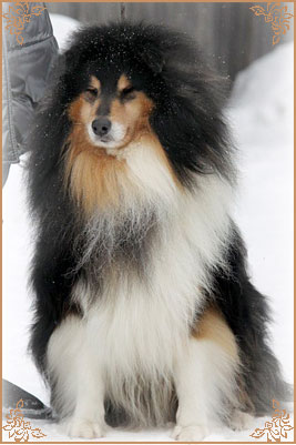 Gemastra Hot Chocolate