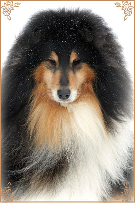 Gemastra Hot Chocolate