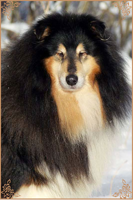 Gemastra Hot Chocolate