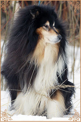 Gemastra Hot Chocolate