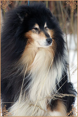 Gemastra Hot Chocolate