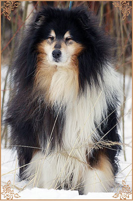 Gemastra Hot Chocolate