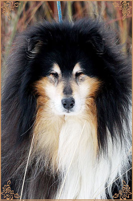 Gemastra Hot Chocolate