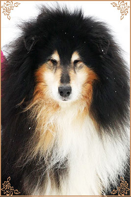 Gemastra Hot Chocolate