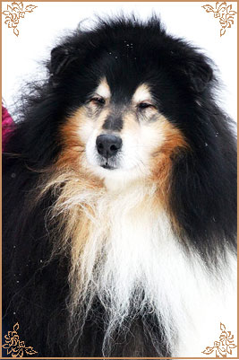 Gemastra Hot Chocolate