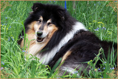 Gemastra Hot Chocolate