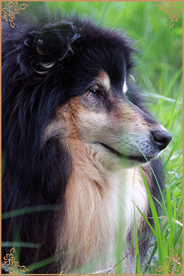 Gemastra Hot Chocolate