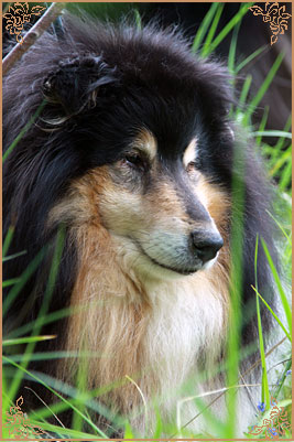 Gemastra Hot Chocolate