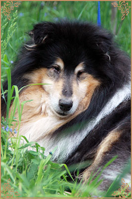 Gemastra Hot Chocolate