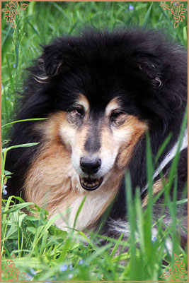 Gemastra Hot Chocolate