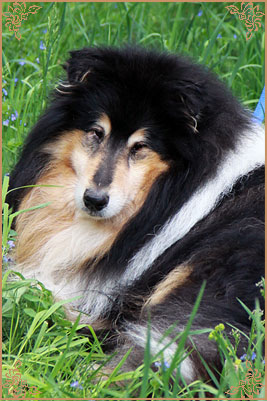 Gemastra Hot Chocolate