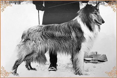 Gojko vom Salzaspring