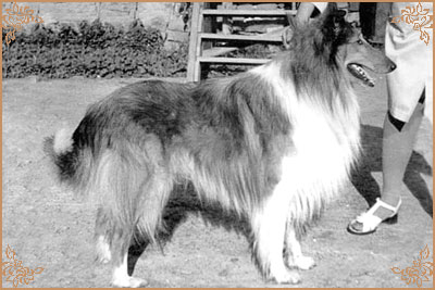 Gojko vom Salzaspring