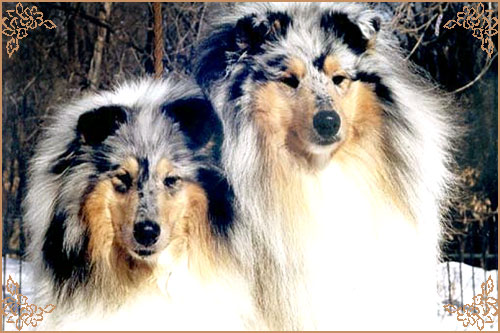 Маргарет`с Дабл Импакт, Margaret`s Double Impact