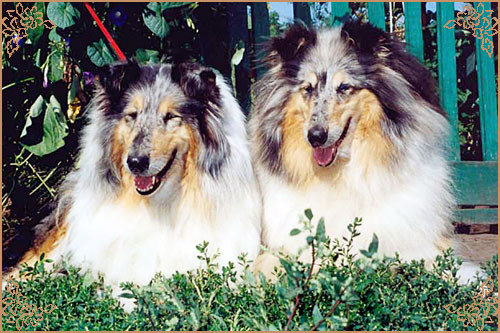 Golden Gates Revolution Dream