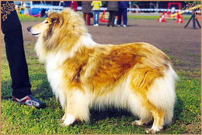 Golden Gates Centre-Full Girl