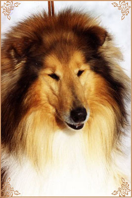 Golden Gates Centre-Full Girl