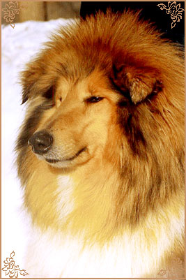 Golden Gates Centre-Full Girl