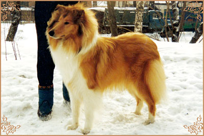 Golden Gates Ginger Top