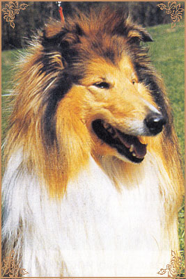 Golden Gates Im Best