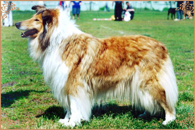 Golden Gates Inflated Miss Happy