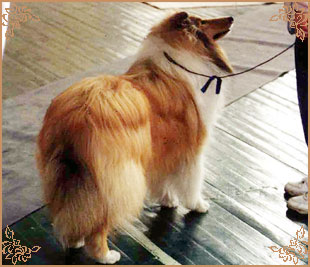 Golden Gates Love Affair