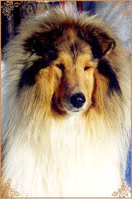 Golden Gates Olympic Fire