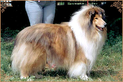 Golden Gates Olympic Fire