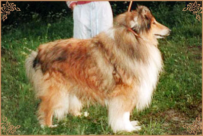 Golden Gates Quick Master