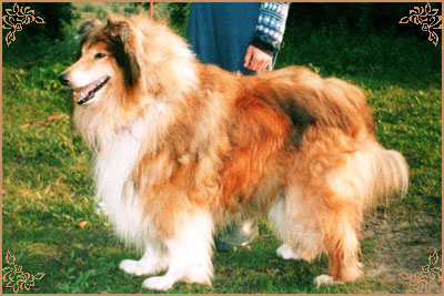 Golden Gates Quick Master