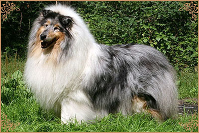 Golden Gates Revolution Dream